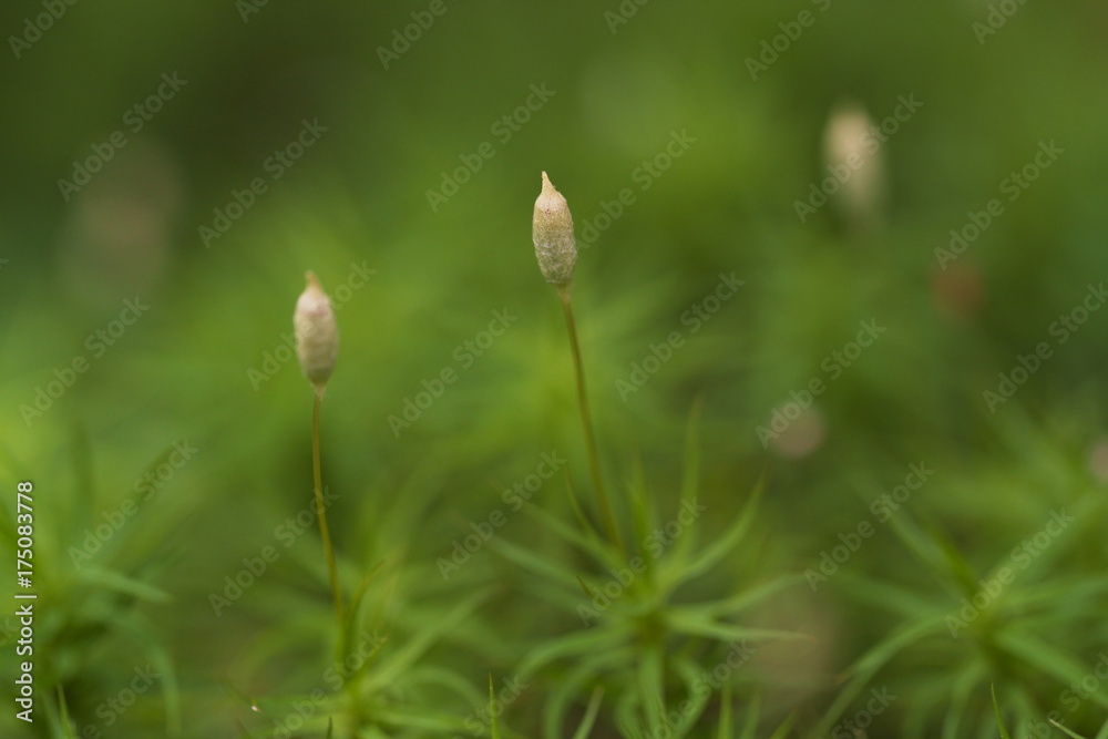 苔の胞子体