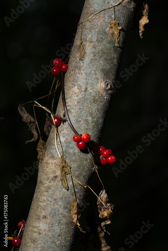 Berries of Tamaro Black bryony Tamus communis beautiful and poisonous photo