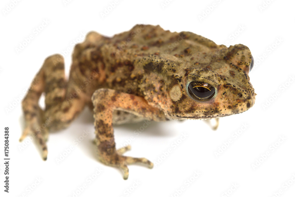 Asian common toad on white background Asian common toad on white background