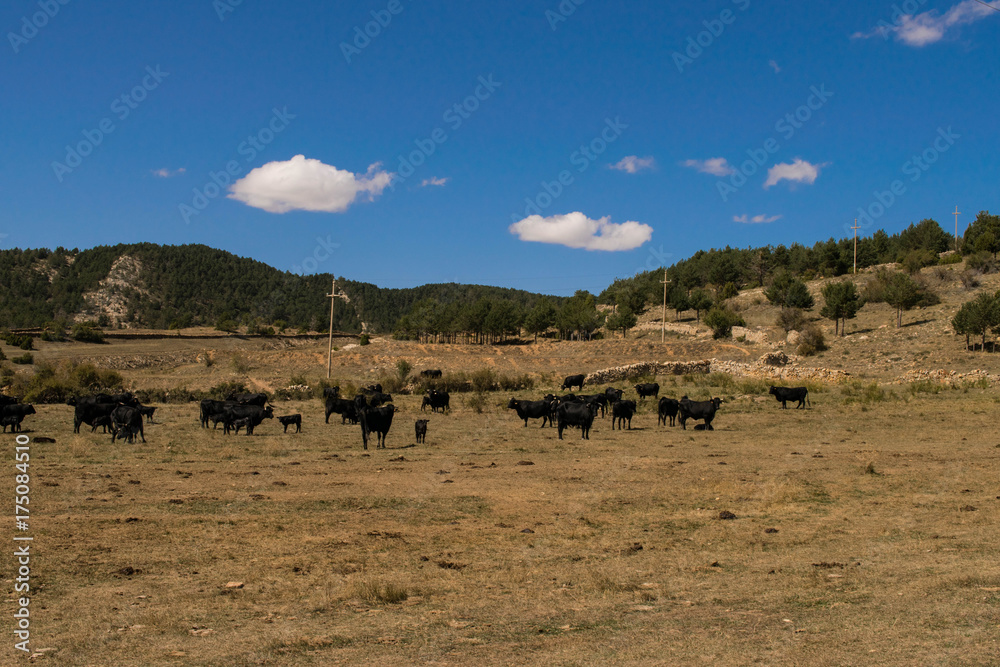 Black Angus in Teruel