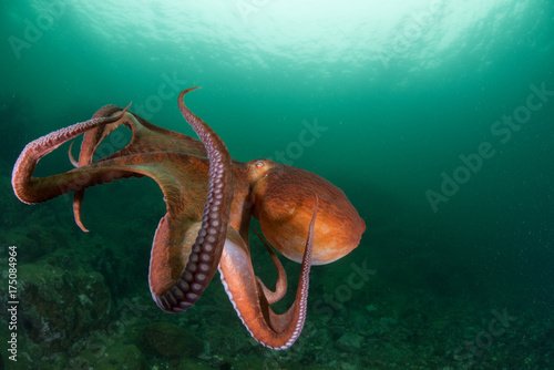 оctopus in the deep ocean