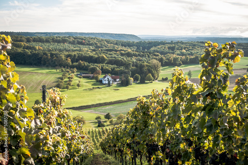 Weinberg im Herbst