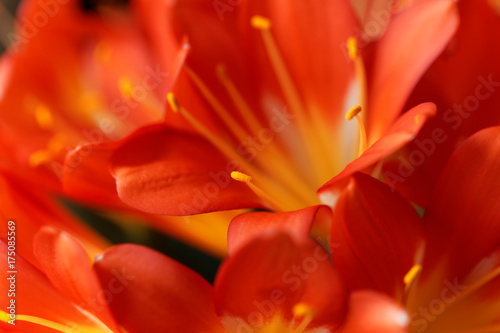 Natal lily flower (Clivia miniata)