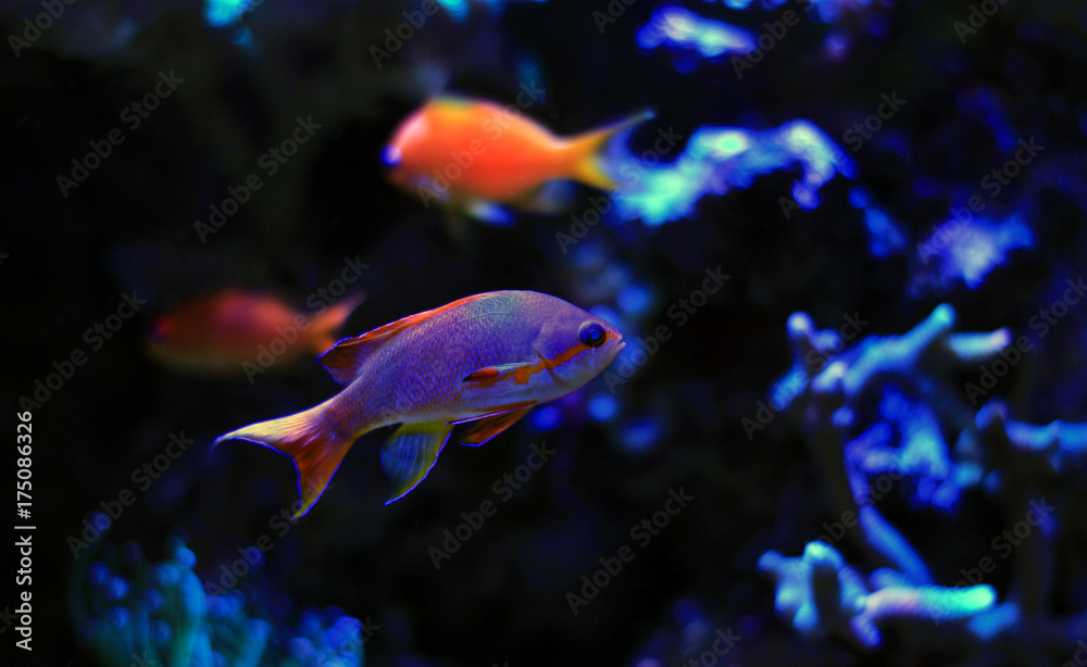 Obraz premium Anthias saltwater aquarium fish 