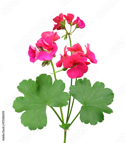 House plant of geranium isolated on white background with clipping path.