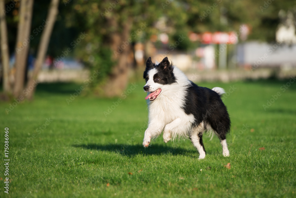 happy border collie dog running in a park