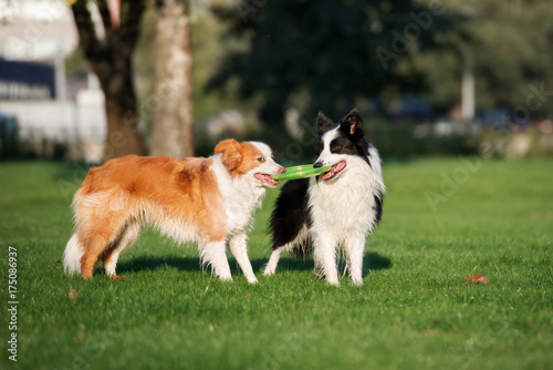 Photography two border collie dogs standing on grass