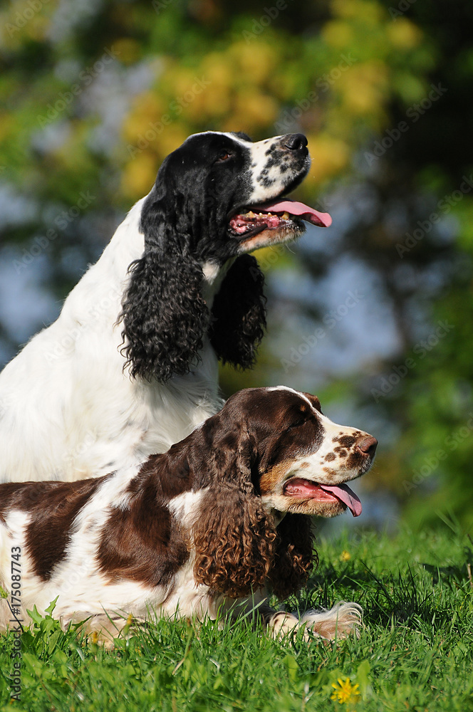 Two Springer spaniel dogs