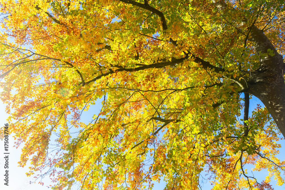 Vibrant yellow Walnut golden fall tree foliage and sunshine Vibrant yellow Walnut golden fall tree foliage and sunshine
