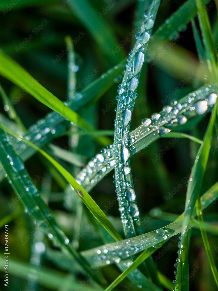 Regentropfen im Gras Regentropfen im Gras