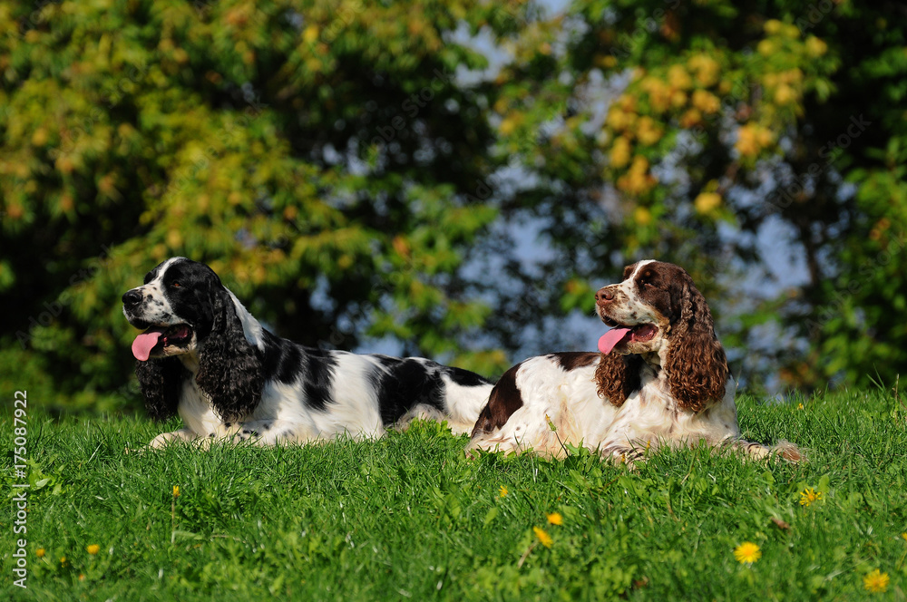 Two Springer spaniel dogs Two Springer spaniel dogs