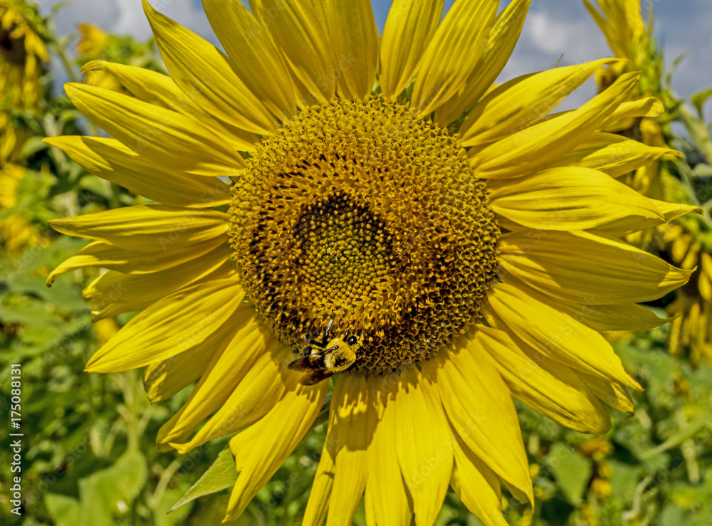 Obraz premium Single large Sunflower Bloom is heaven for bees.