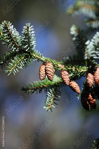 Cones on a pine tree branch