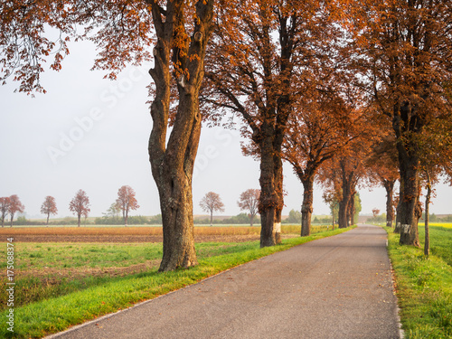 Landstraße mit Allee im Herbst © Ewald Fröch