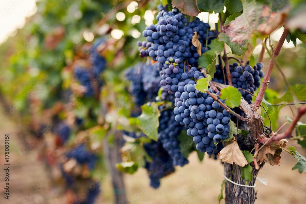 Obraz premium Bunch of blue grapes in the vineyard