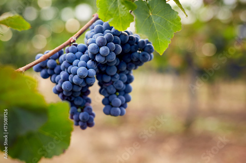 Close up of a blue grapes in the vineyard