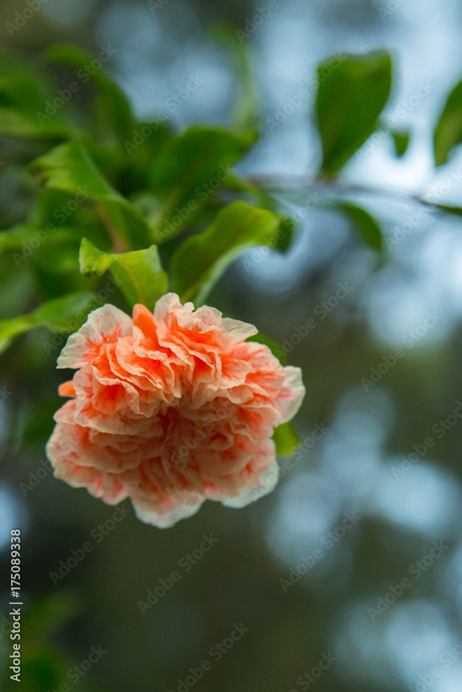 pomegranate. flower pomegranate. flower