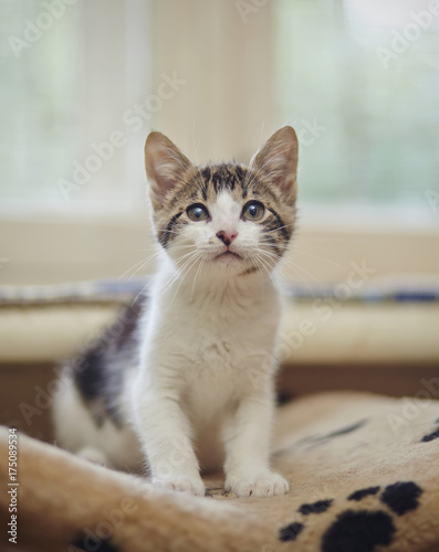 Fototapeta Naklejka Na Ścianę i Meble -  The kitten of a white color with striped spots
