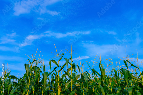 Corn field in clear day, corn tree with blue cloudy Sky