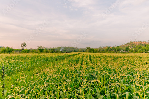 corn field in sunset