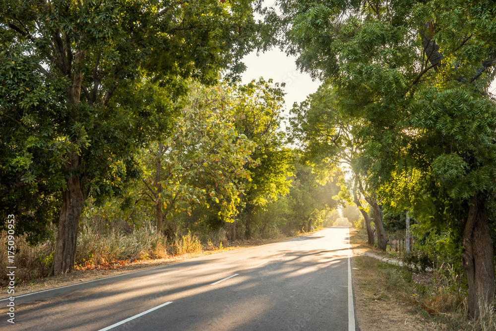 Obraz premium Sunrise view of the country road running through the jungle of Sri Lanka
