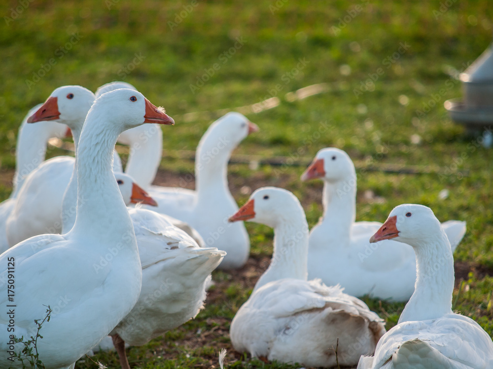 Gänse auf der Weide Gänse auf der Weide