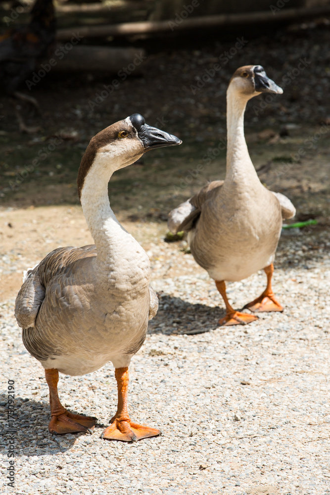 Geese are walking in farm Geese are walking in farm