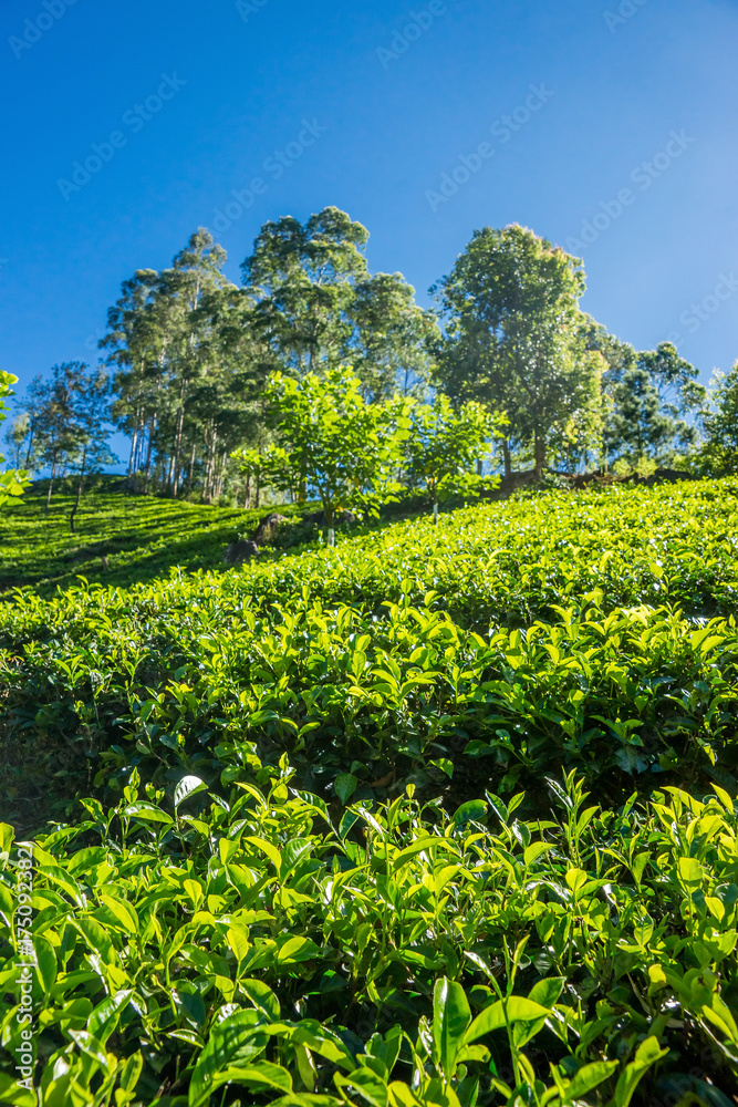 Tea plants and a tea plantation in the mountains of Sri Lanka. Tea plants and a tea plantation in the mountains of Sri Lanka.