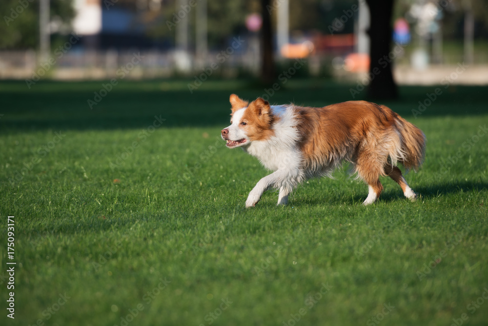 red and white border collie dog walking in the park red and white border collie dog walking in the park