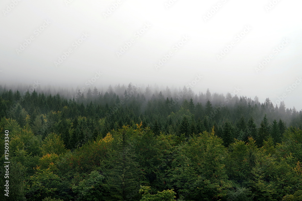 mgła nad górskim lasem - obrazy, fototapety, plakaty 