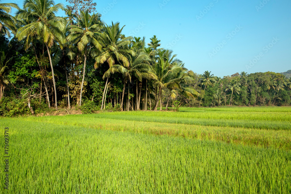 rice field in India rice field in India