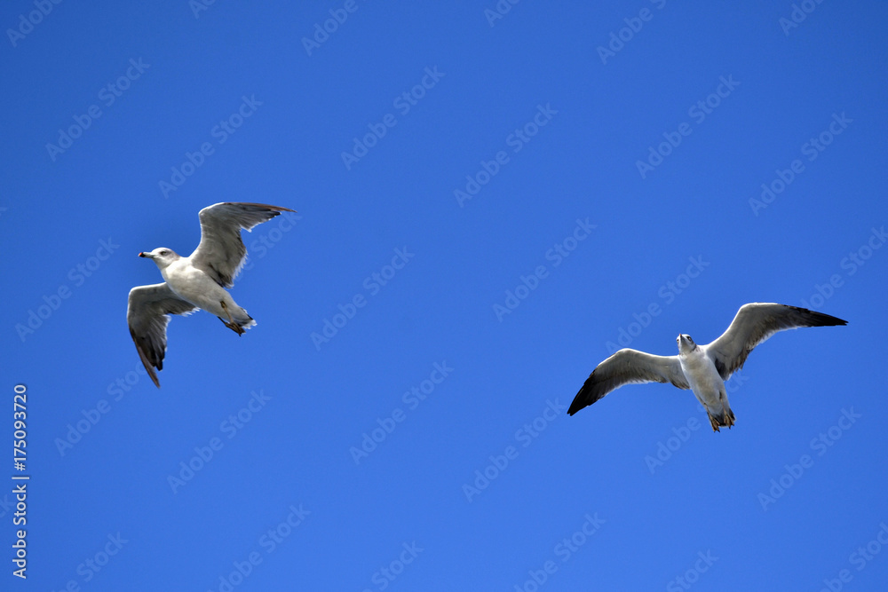 Obraz premium The group of Albatrosses / shearwaters (or