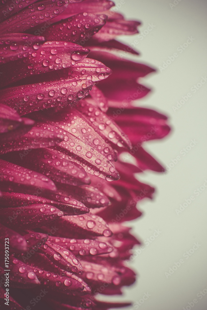 Petals of red chrysanthemum with dew drops