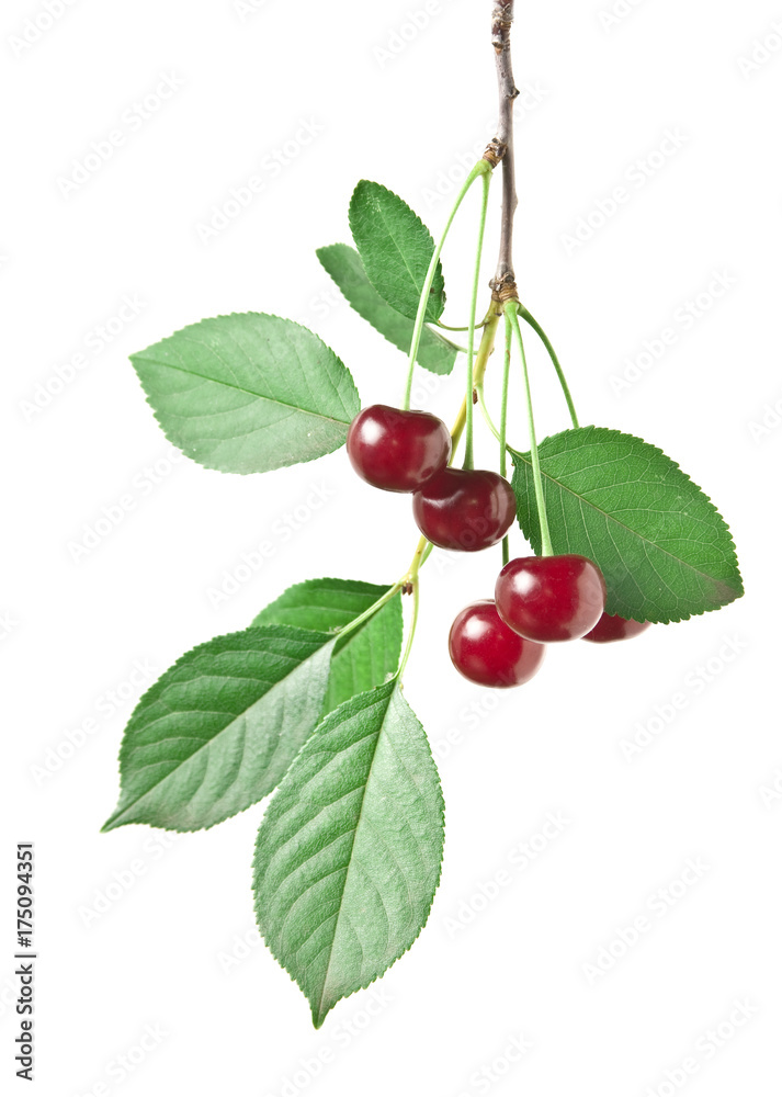branch with berries cherry isolated