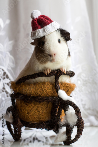Guinea pigs In a basket in Christmas hat