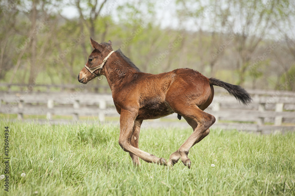 Fototapeta premium A bay Thoroughbred foal with a halter on runs in a Kentucky pasture.