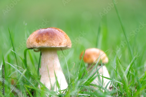 Mushroom in a forest on green background.