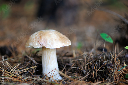 Mushroom in a forest .