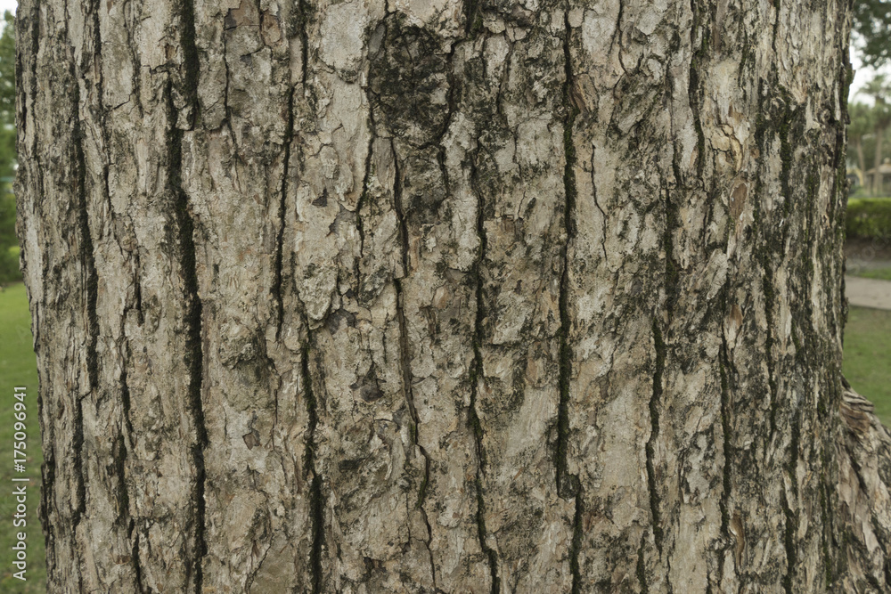 Tree Bark Close Up Pattern Texture Tree Bark Close Up Pattern Texture