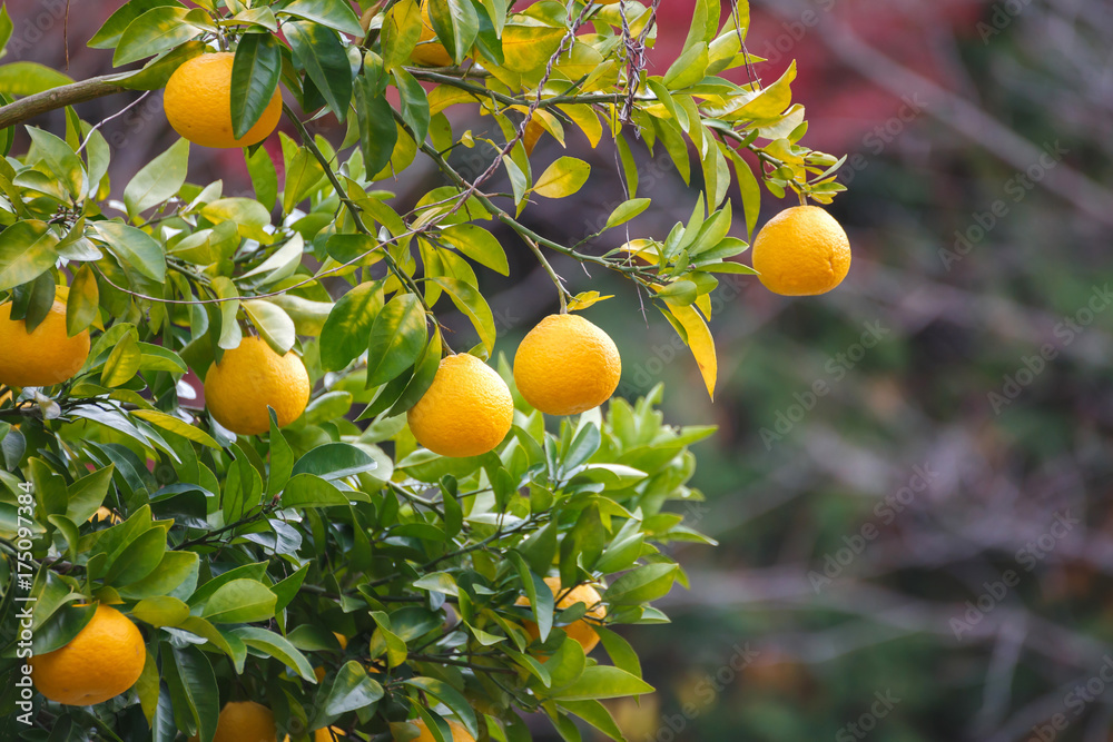 Oranges hanging tree.