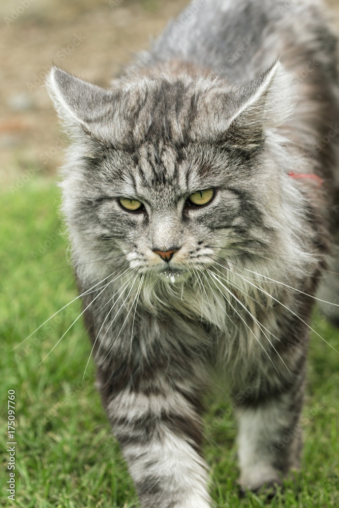 beautiful maine coon in nature