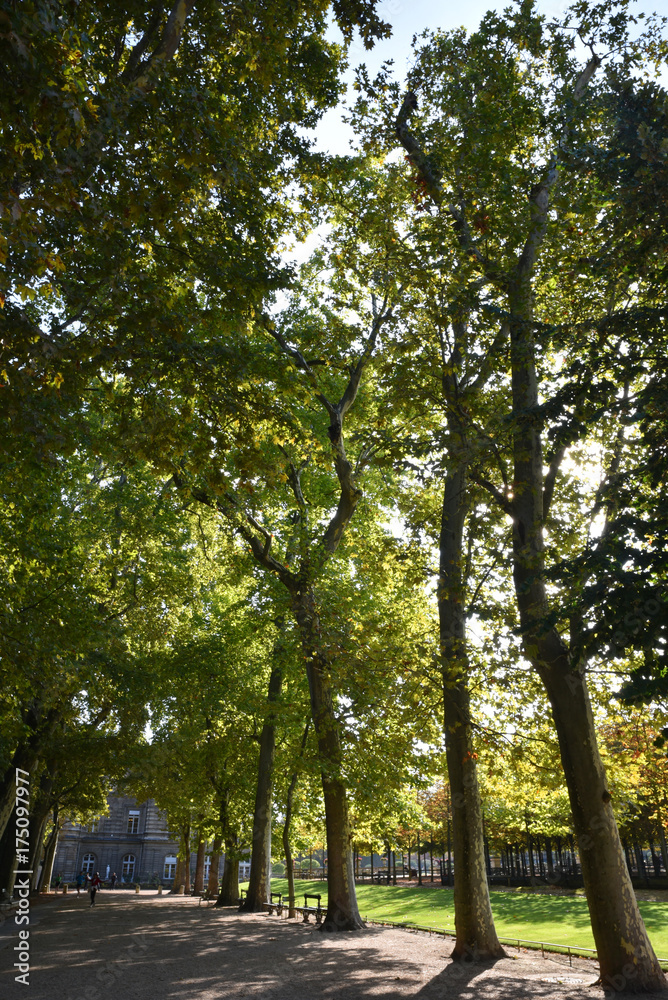 Allée boisée du jardin du Luxembourg à Paris, France Allée boisée du jardin du Luxembourg à Paris, France