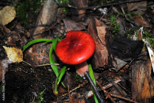 Russula nobilis