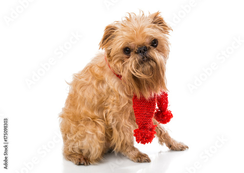 Fototapeta Naklejka Na Ścianę i Meble -  Dog  in a knitted scarf