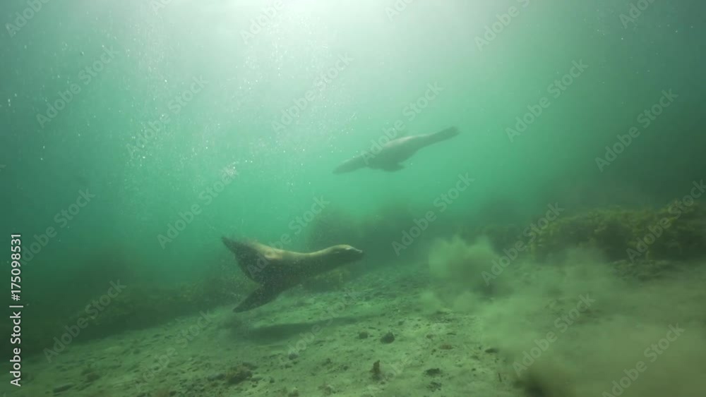 Herd of seals swim together in murky water, POV Herd of seals swim together in murky water, POV