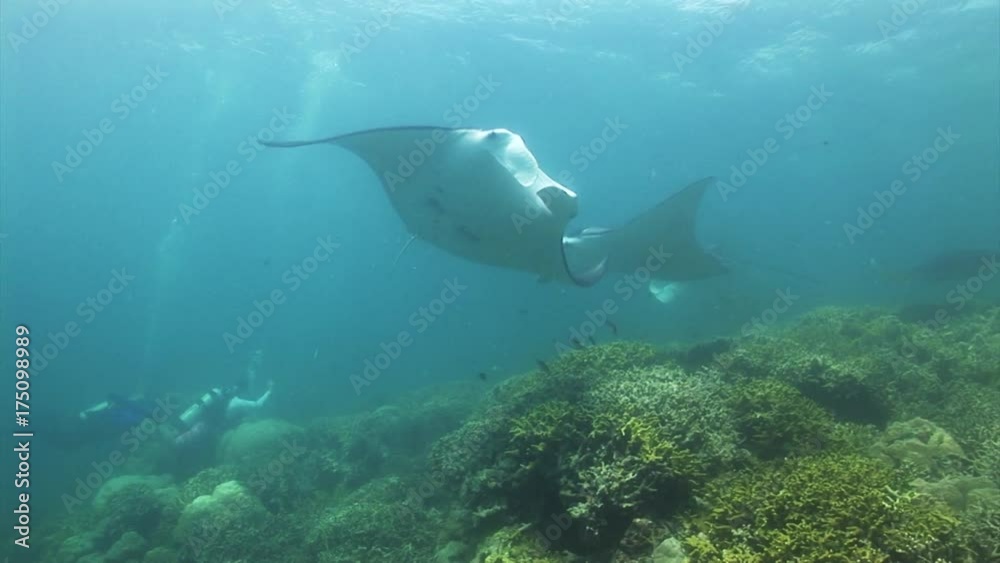 Manta ray swims past scuba divers in reef, slow motion Manta ray swims past scuba divers in reef, slow motion