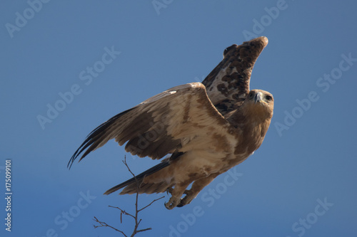 Eagle in the sky photo