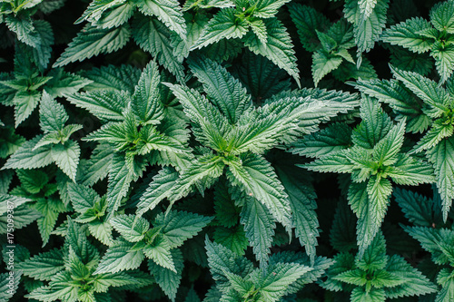 Nettle