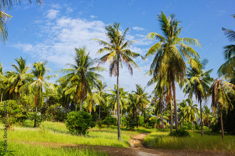Fototapeta premium Tropical landscape in Phuket Thailand