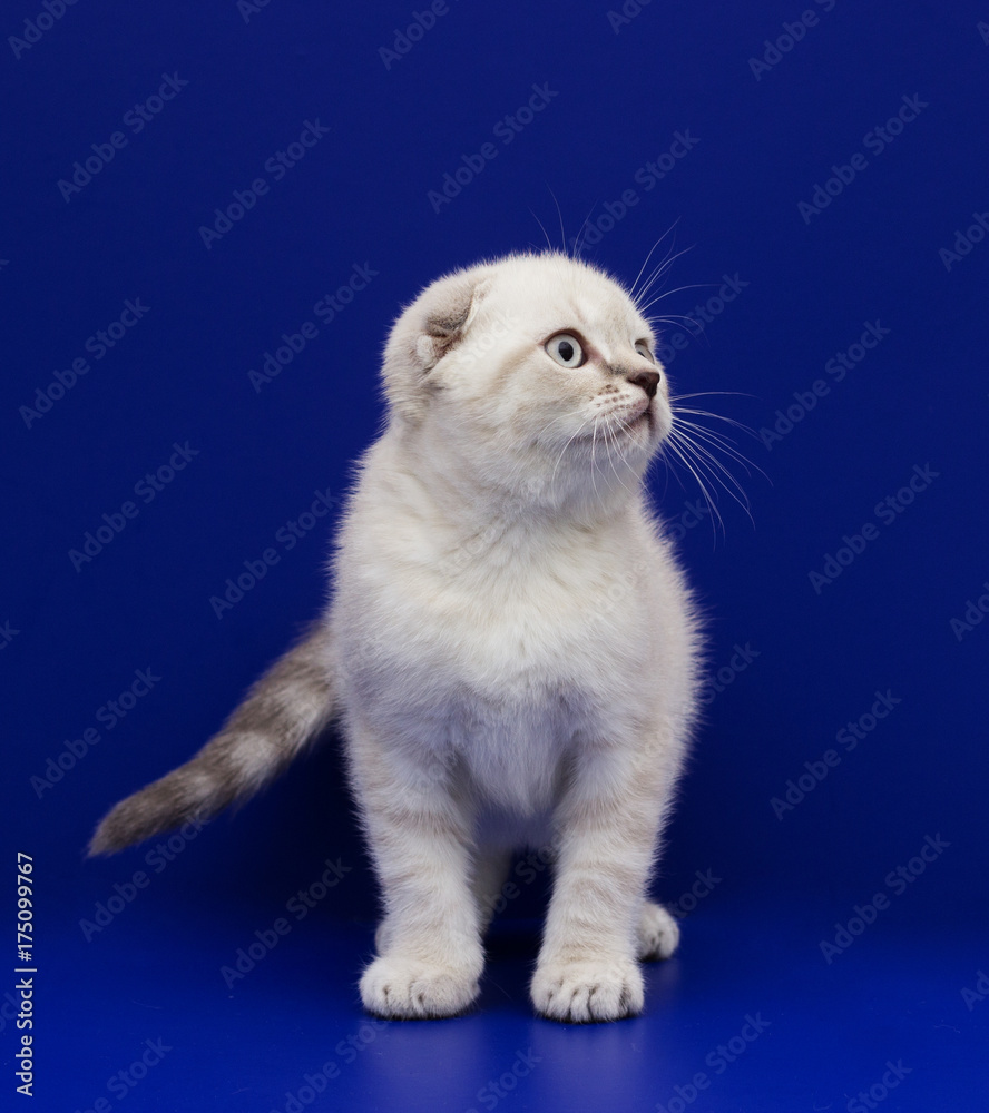 scottish kitten on a blue background